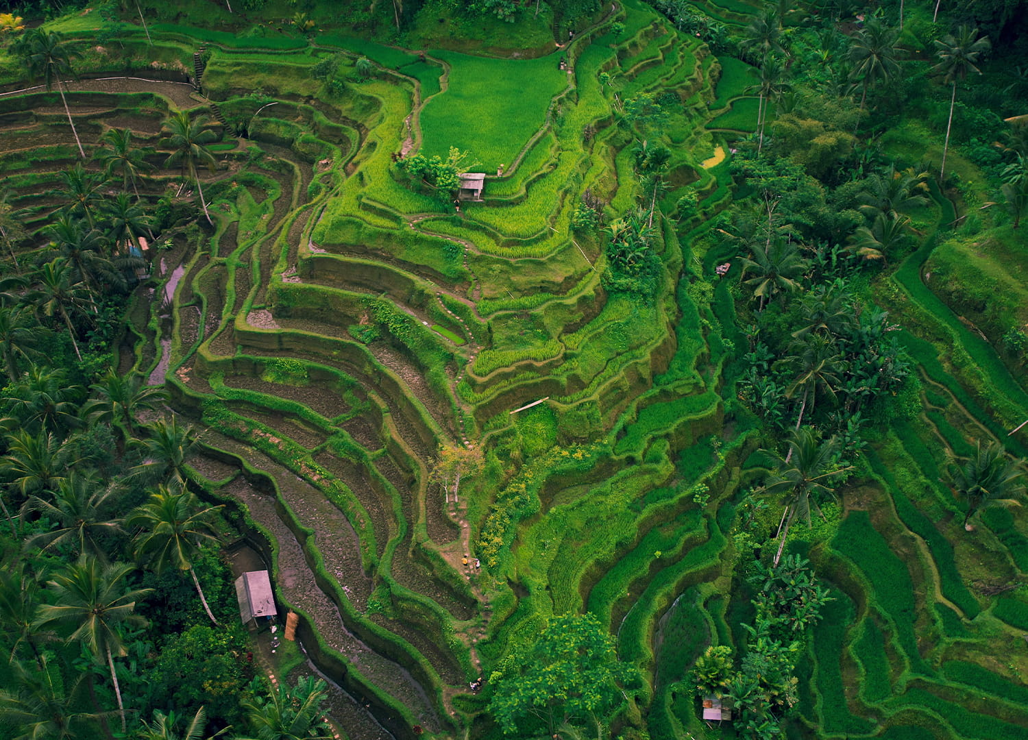 THE ULTIMATE GUIDE TO BALI IN 2026 – BEST TIME, TOP EXPERIENCES & TRAVEL TIPS